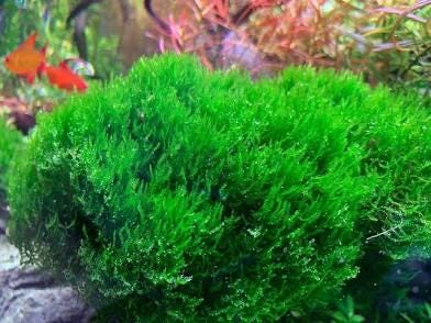 Flame Moss (Taxiphyllum sp. 'Flame') Portion - Live Aquarium  Plant - Low Maintenance
