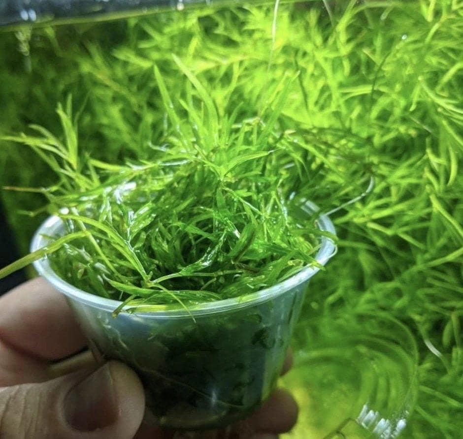🌿 Easy Aquarium Plant Combo Pack – Hornwort, Java Fern, Water Wisteria & Guppy Grass - Great for Shrimp and Betta Tanks
