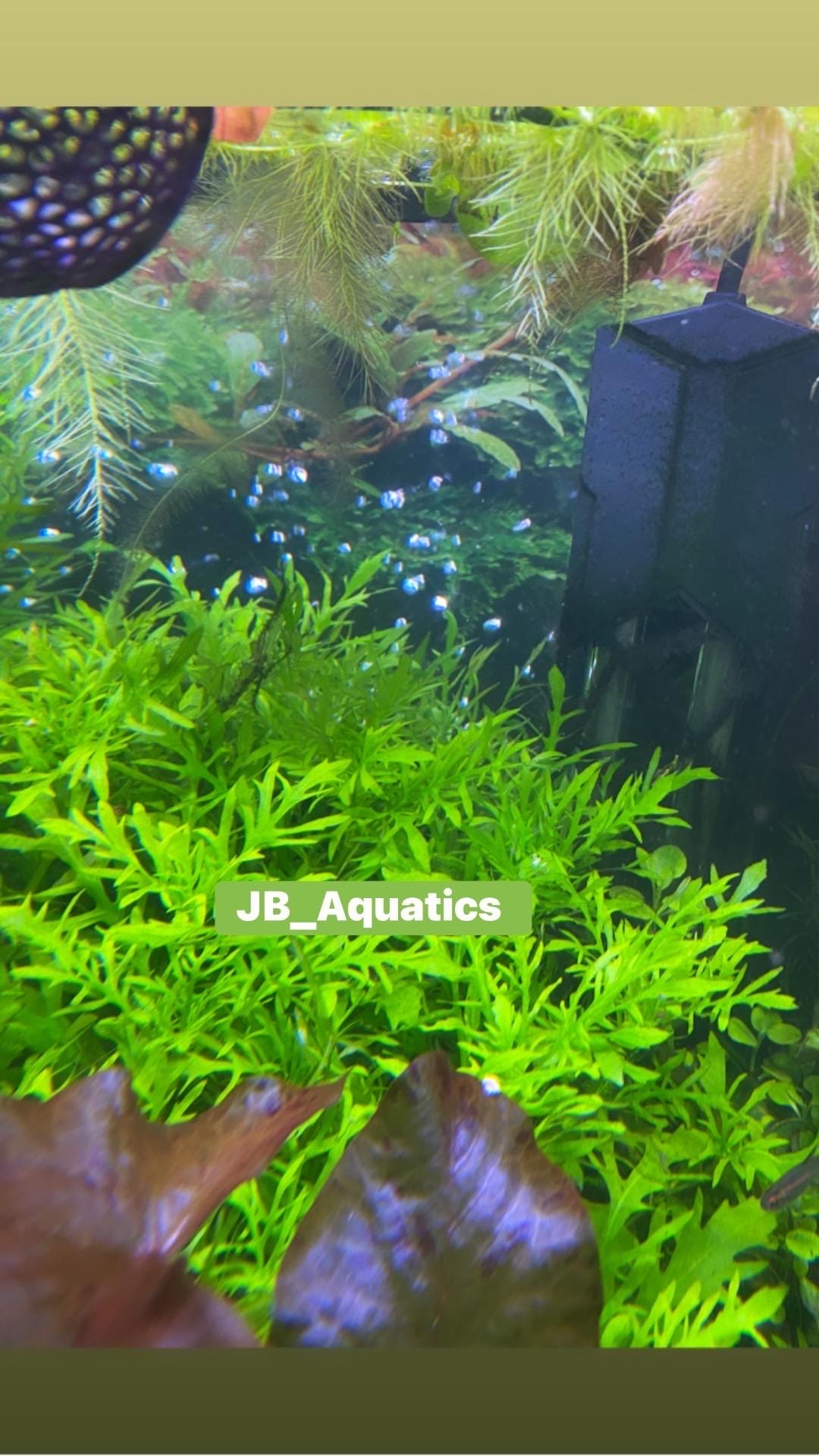 🌿 Easy Aquarium Plant Combo Pack – Hornwort, Java Fern, Water Wisteria & Guppy Grass - Great for Shrimp and Betta Tanks