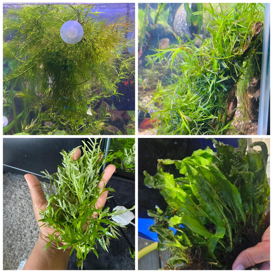 🌿 Easy Aquarium Plant Combo Pack – Hornwort, Java Fern, Water Wisteria & Guppy Grass - Great for Shrimp and Betta Tanks