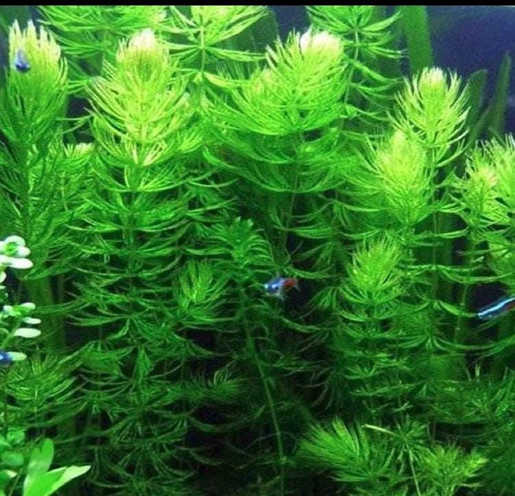 🌿 Easy Aquarium Plant Combo Pack – Hornwort, Java Fern, Water Wisteria & Guppy Grass - Great for Shrimp and Betta Tanks