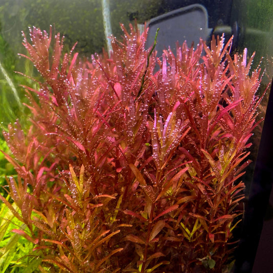 Rotala Magenta – Vibrant, Eye-Catching Live Aquarium Plant (Rotala sp. ‘Magenta’)