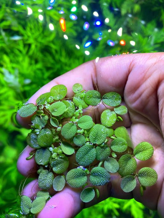 Salvinia Minima (Water Spangles) - Floating Aquarium Plant: Beginner Plant - 3oz