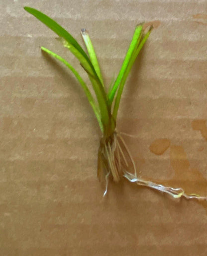 Dwarf Sagittaria - Live Aquarium Plant: Beautiful Carpet - Beginner Friendly Aquatic plants -  Betta and Shrimp tank Plant