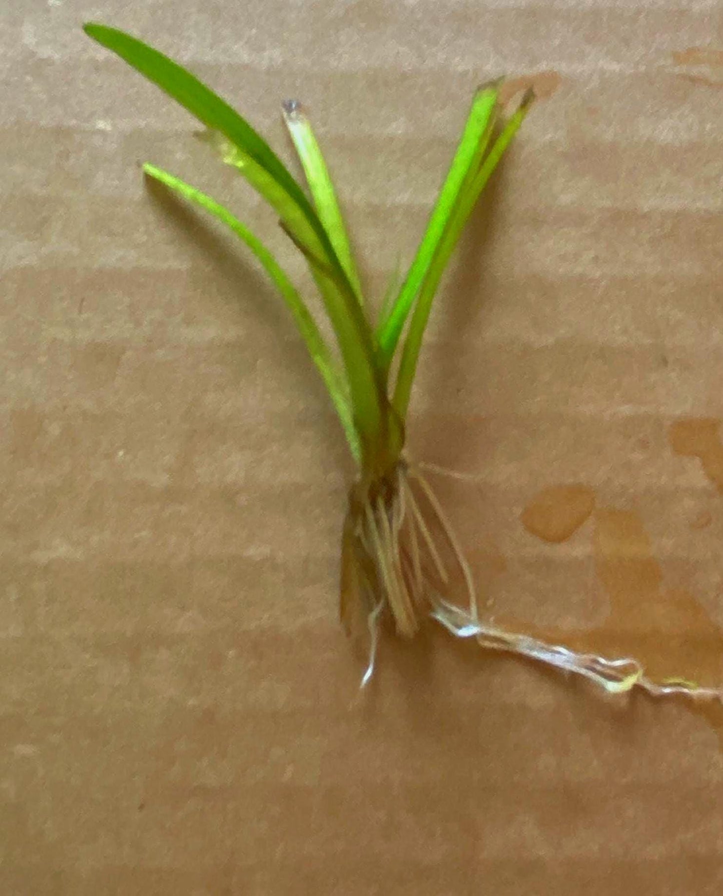 Dwarf Sagittaria Aquarium Plant: Low Maintenance Carpet