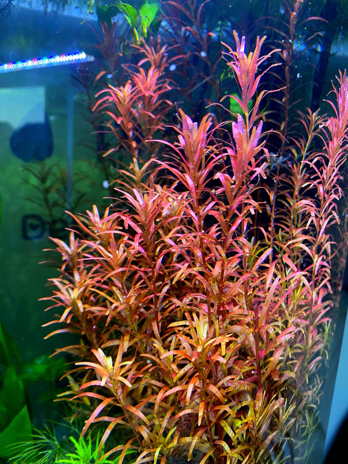 Rotala Magenta – Vibrant, Eye-Catching Live Aquarium Plant (Rotala sp. ‘Magenta’)
