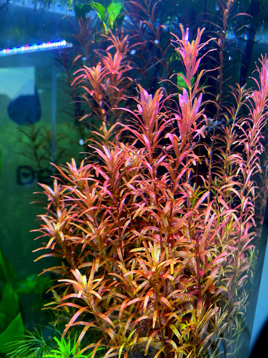 Rotala Magenta – Vibrant, Eye-Catching Live Aquarium Plant (Rotala sp. ‘Magenta’)