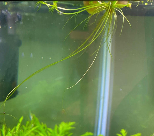 🌿 Amazon Frogbit – Beautiful Floating Live Aquarium Plant (Limnobium laevigatum)