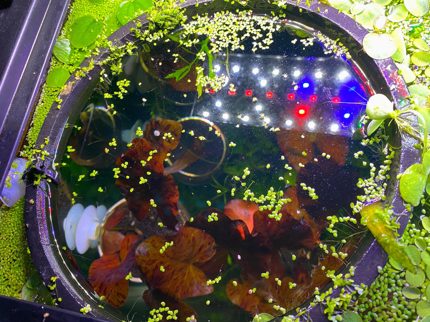 Foam Fish Feeding Ring - Floating Plant Rings - Aquarium decor