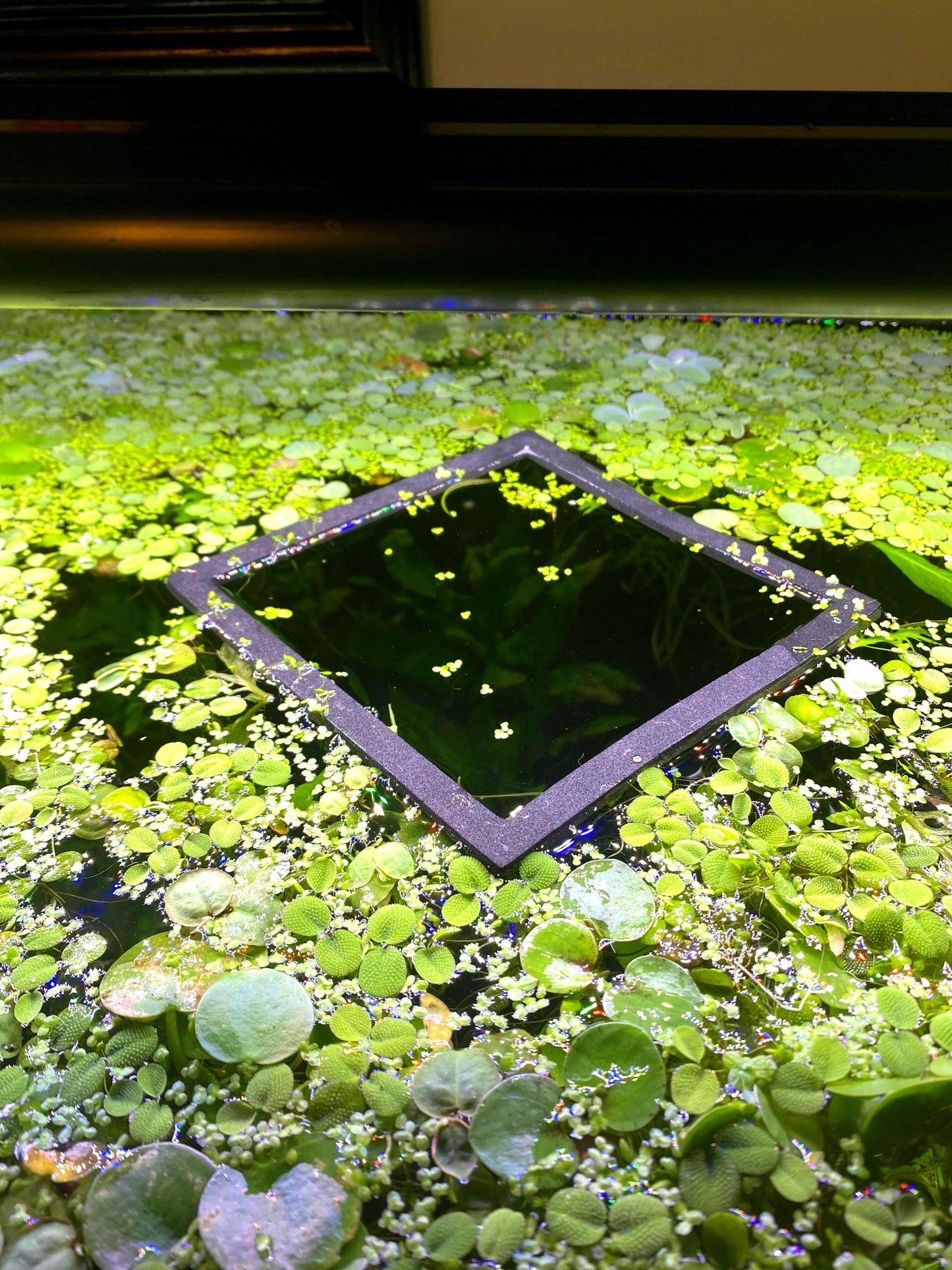 Foam Fish Feeding Ring with Suction cup  - Aquarium decor - Plant Holder