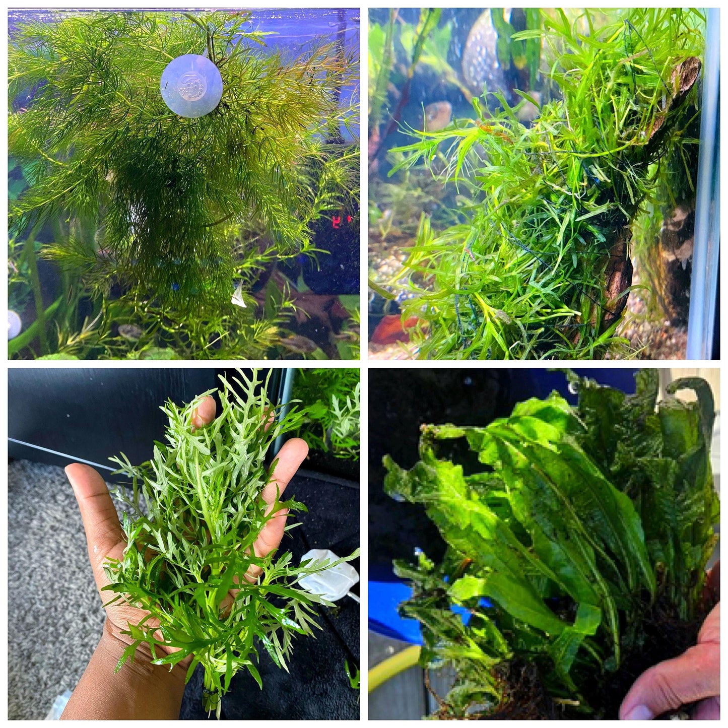 Assorted Beginner Aquarium Plant Bundle - 4 pack - Shrimp and betta tank - Green plants