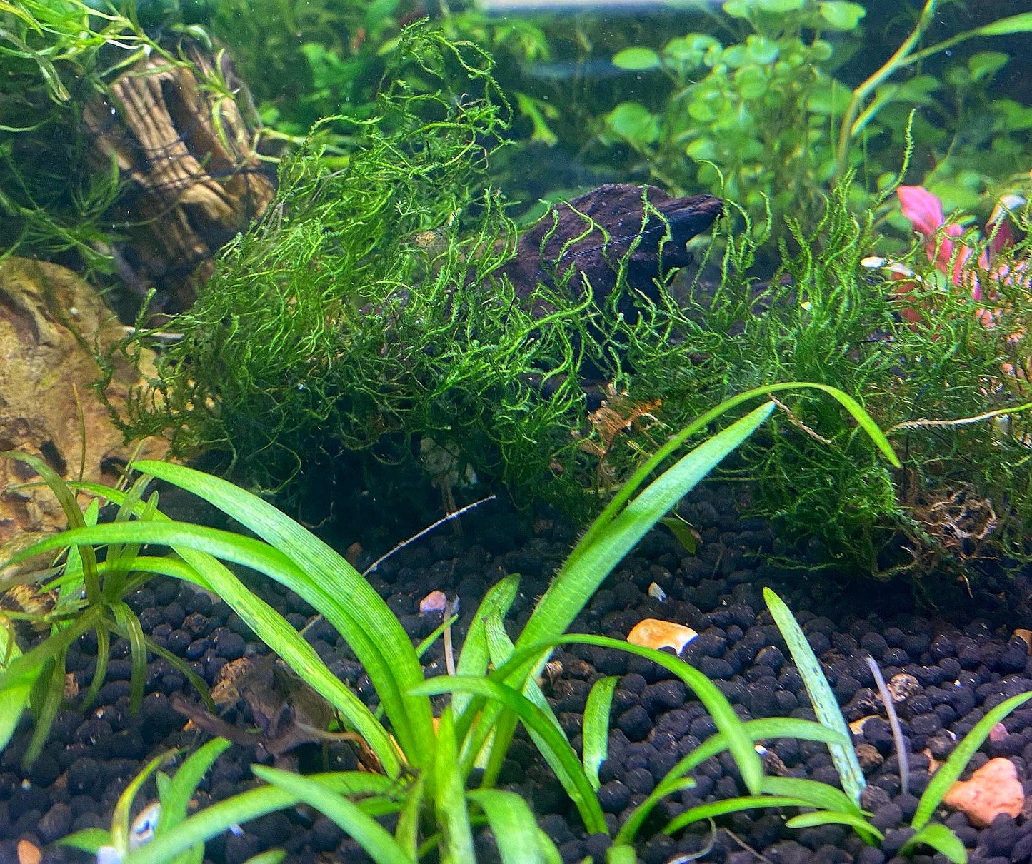 Flame Moss (Taxiphyllum sp. 'Flame') Portion - Live Aquarium  Plant - Low Maintenance