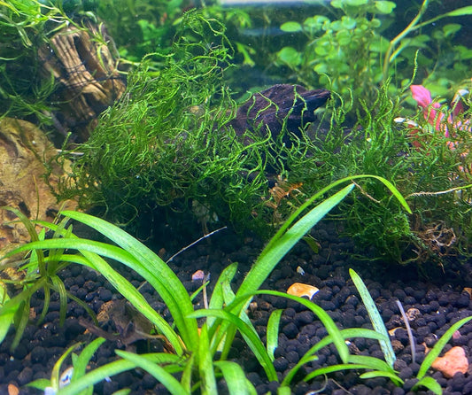 Flame Moss (Taxiphyllum sp. 'Flame') Portion - Live Aquarium  Plant - Low Maintenance
