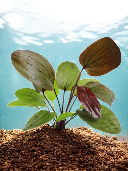 Ozelot Sword Live Aquarium Plant - Red Spotted Green Leaves