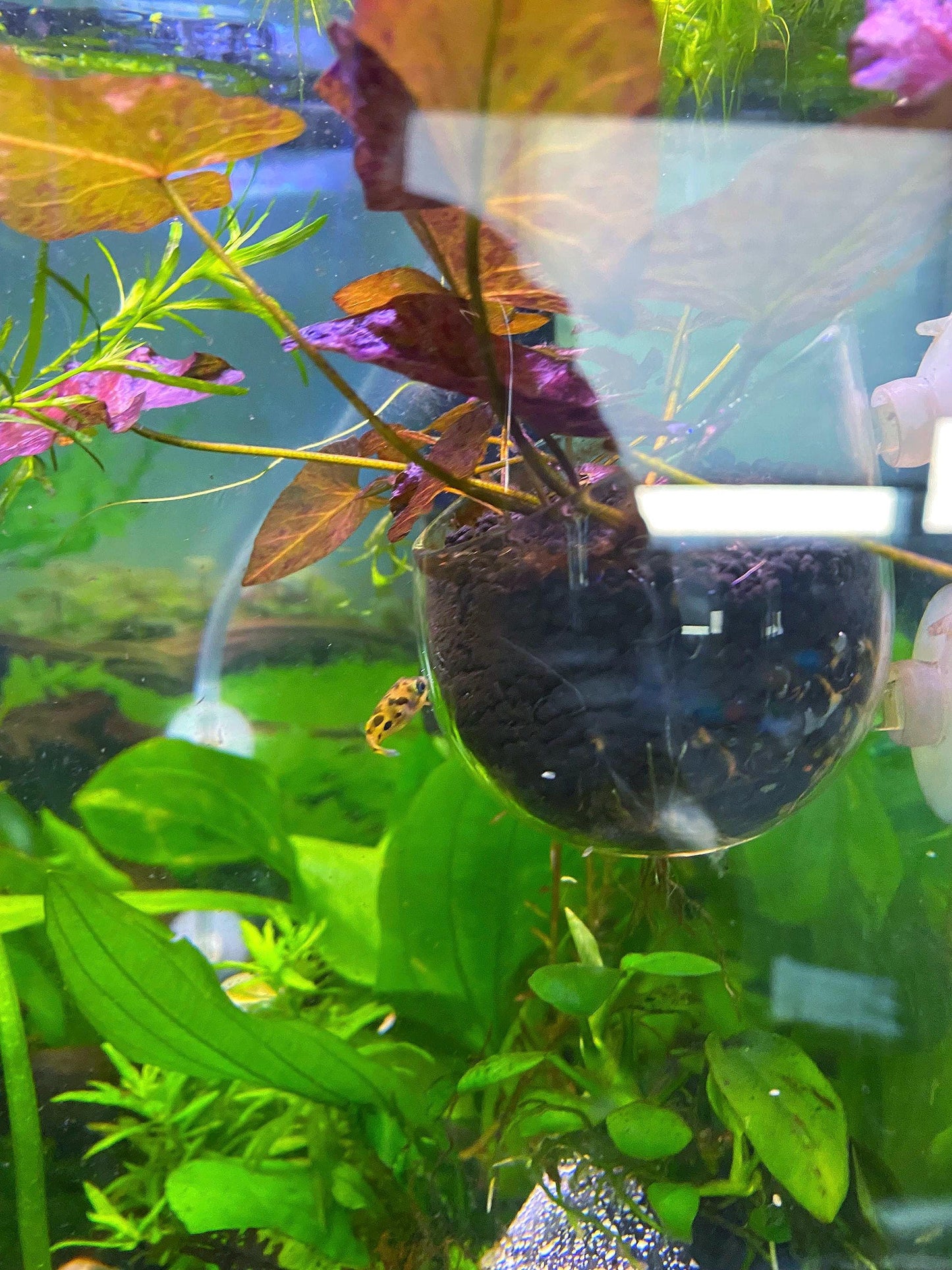 Glass Aquarium Plant Holder Cup: Fish Tank Decor (2-Piece Set)