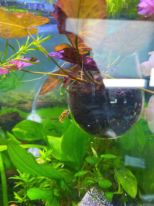 Glass Aquarium Plant Holder Cup: Fish Tank Decor (2-Piece Set)