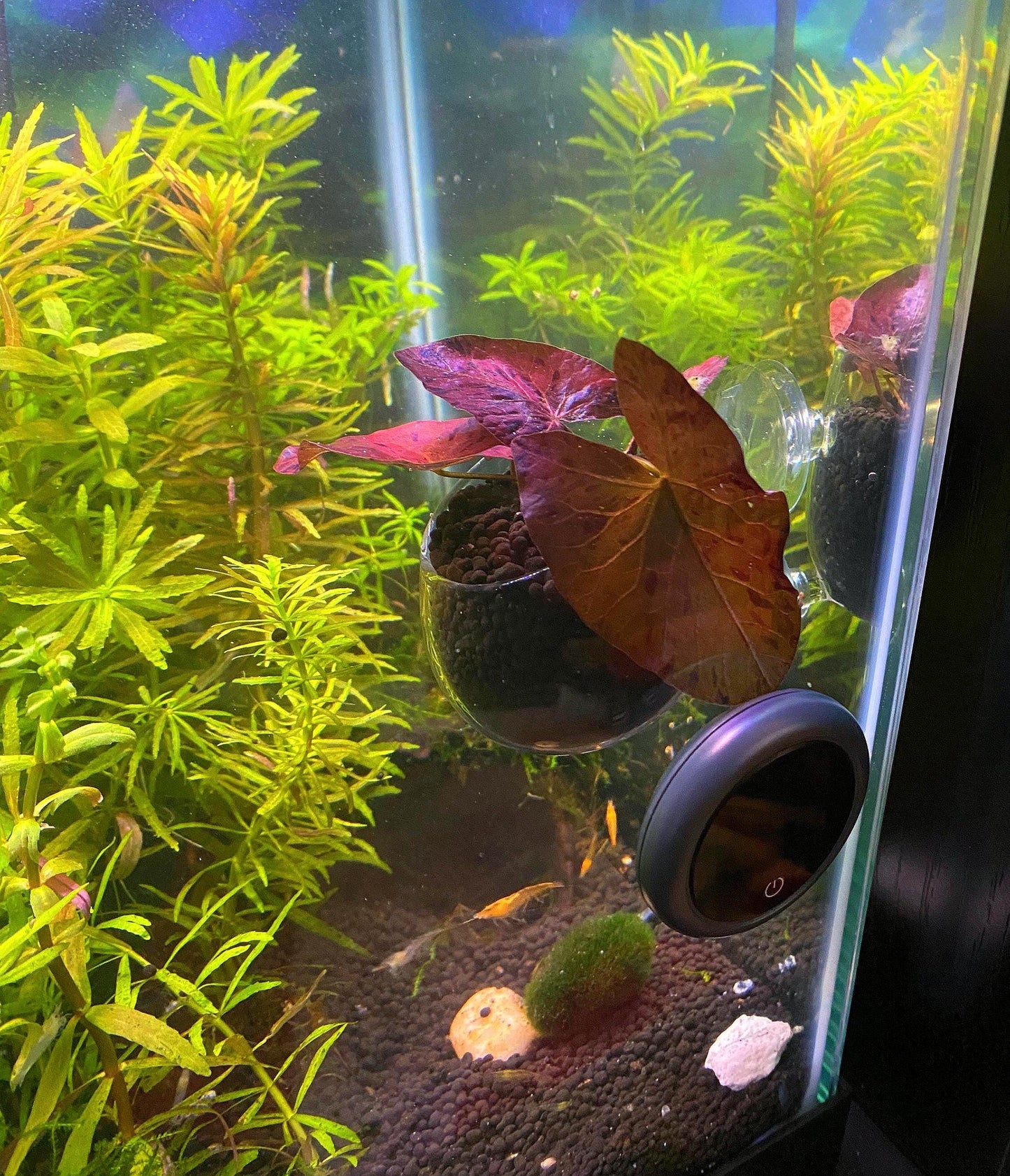 Glass Aquarium Plant Holder Cup: Fish Tank Decor (2-Piece Set)