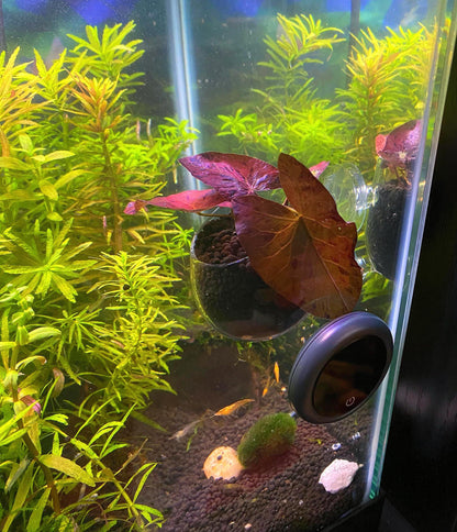 Glass Aquarium Plant Holder Cup: Fish Tank Decor (2-Piece Set)