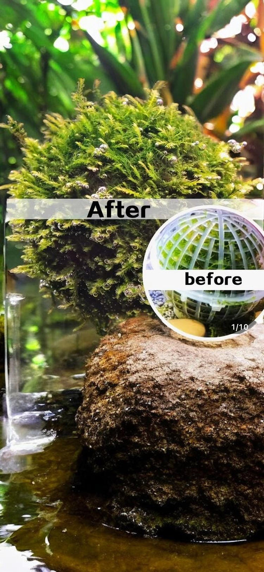 Moss Holder: Aquatic Landscape Decor - 2 Piece Set