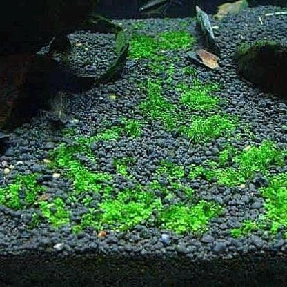 Dwarf Baby Tears (HC Cuba)-  Live Aquarium plant: Foreground Plant