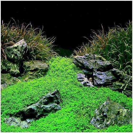 Dwarf Baby Tears (HC Cuba)-  Live Aquarium plant: Foreground Plant