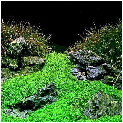 Dwarf Baby Tears (HC Cuba)-  Live Aquarium plant: Foreground Plant