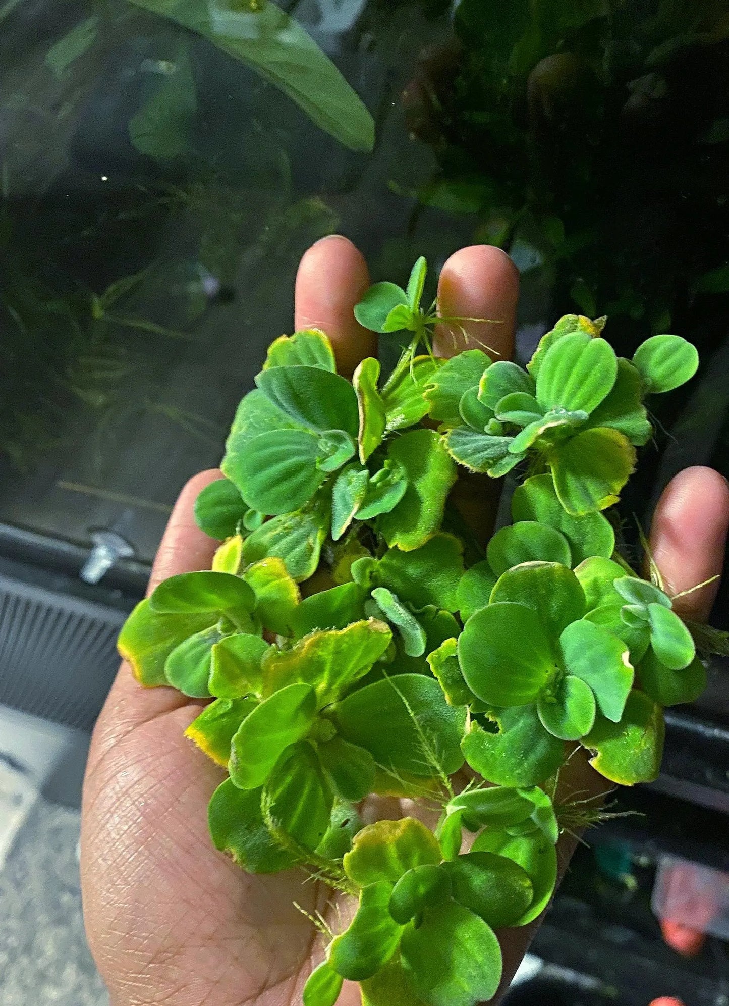 🌿 Dwarf Water Lettuce – Easy Floating Aquarium Plant for Natural Shade & Algae Control