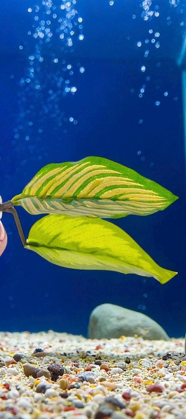 Silk Betta Resting Leaf: Aquarium Fish Bed Decor - Betta Bunk