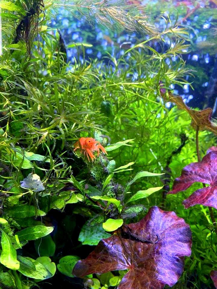 Pick your Own Beginner, Fast Growing Plant Bundle - You choose plants and bundle size!