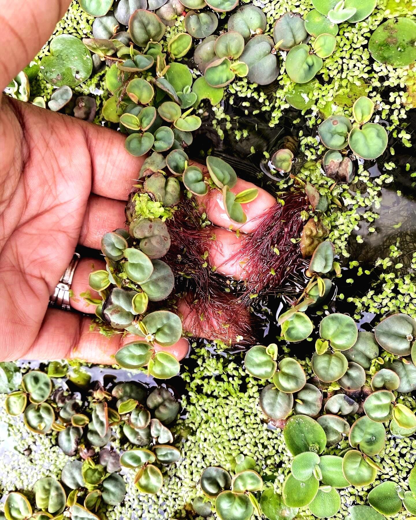 Red Root Floaters  Live Aquatic Plants for Aquarium | Natural Cover Floating Plant