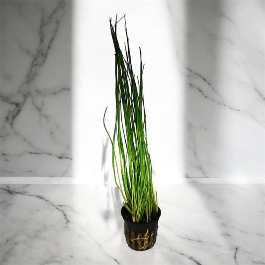 Tall Grass (Hairgrass) - Live Aquarium Plant - Beginner Plant