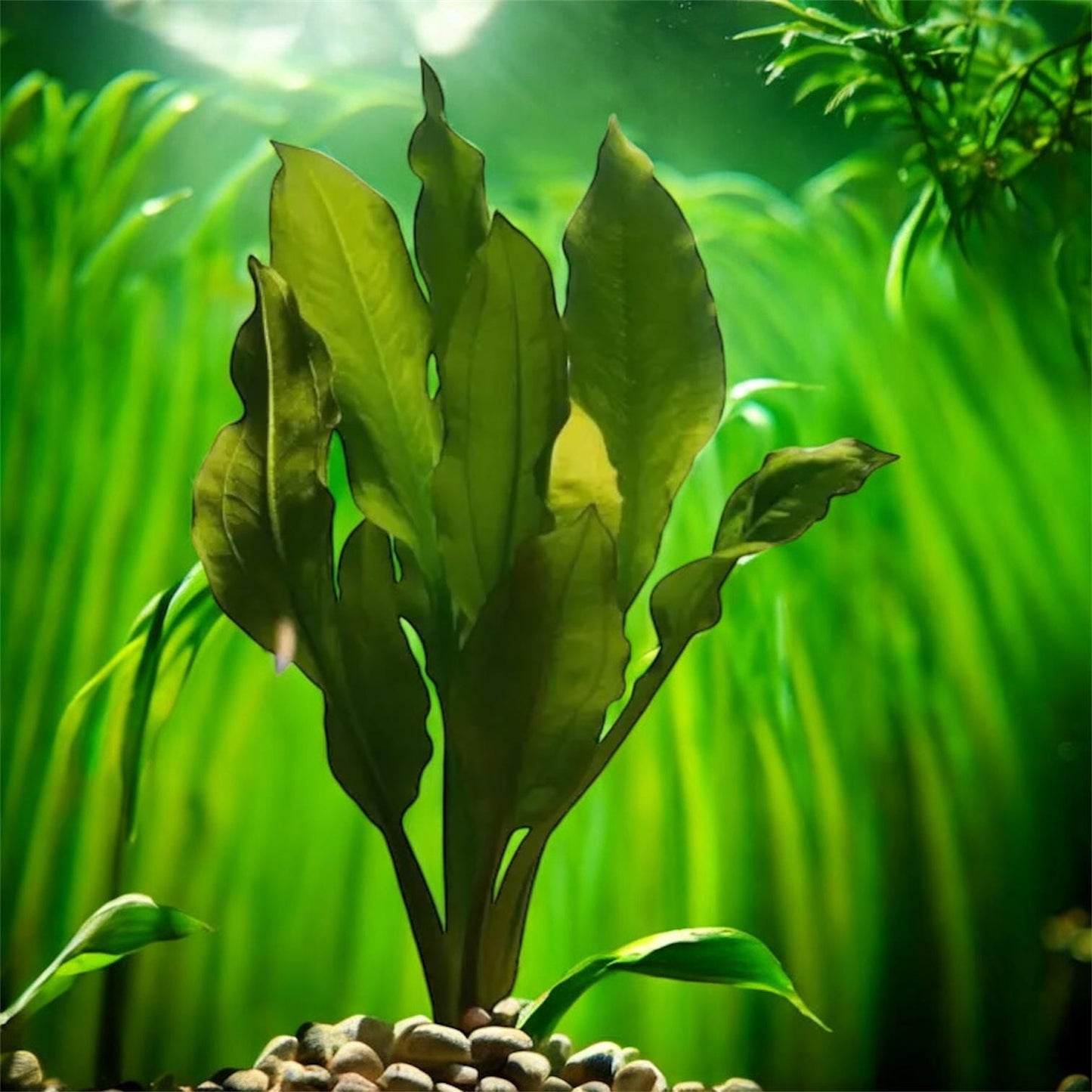 Amazon Sword (Echinodorus Bleheri) Medium Size - Live Aquarium Plant