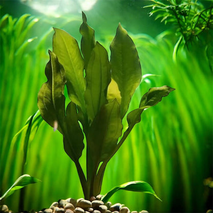 Amazon Sword (Echinodorus Bleheri) Medium Size - Live Aquarium Plant