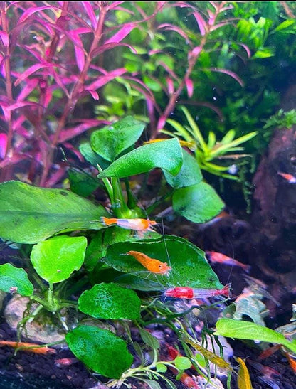 Anubias Nana Aquarium Plant: Beginner-Friendly Live Plant with Suction Cup