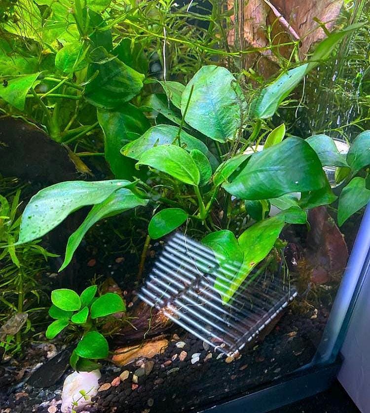 Anubias Nana Aquarium Plant with Suction Cup: Beginner-Friendly, Low-Tech