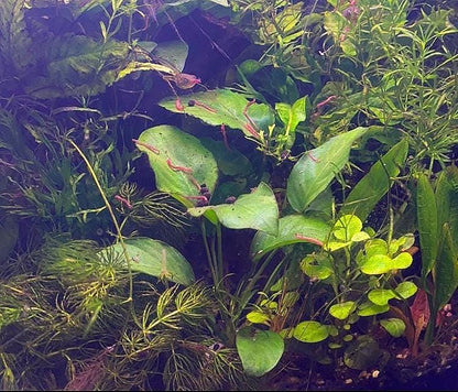 Anubias Nana Aquarium Plant with Suction Cup: Beginner-Friendly, Low-Tech