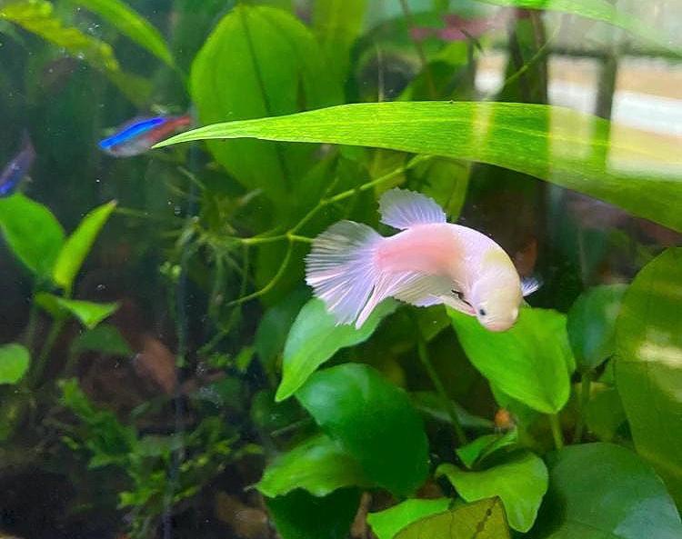 Anubias on Lava Rock | Live Aquarium Plant | Easy Low Light Aquatic Plant | Betta & Shrimp Safe | Natural Aquascape Decor | Beginner