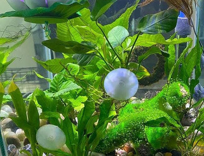 Anubias Nana Aquarium Plant with Suction Cup: Beginner-Friendly, Low-Tech