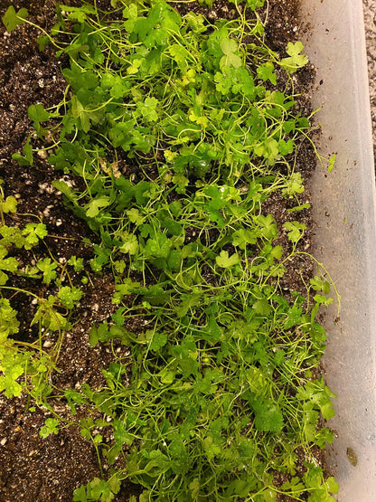 Hydrocotyle Tripartita (Japan): Live Aquarium Plant - Beginner plant -Beautiful versatile plant