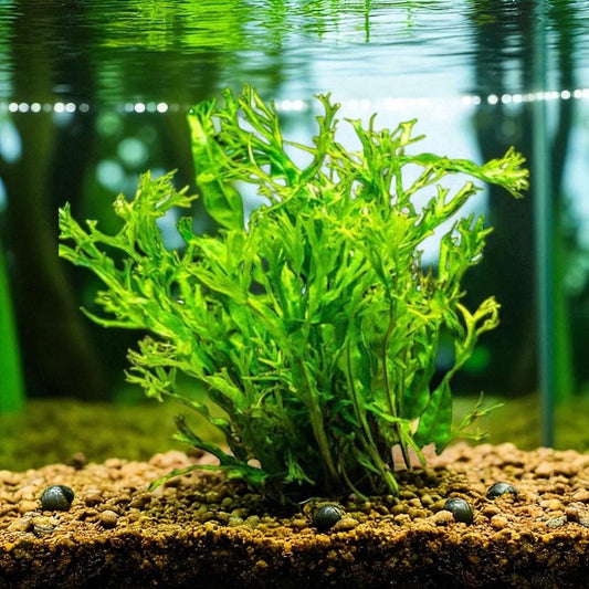 Java Fern “Windlov” (Lace  Microsorum Pteropus) - Beginner Aquarium Plant