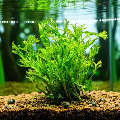 🌿 Java Fern ‘Windelov’ – Hardy, Easy Live Aquarium Plant (Microsorum pteropus ‘Windelov’)