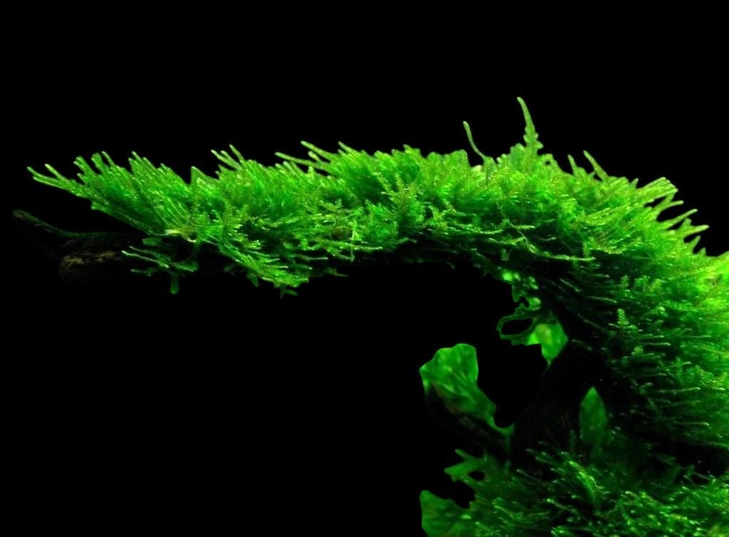 Christmas Moss: Live Aquarium Plant - Beginner Friendly (3oz Portion)