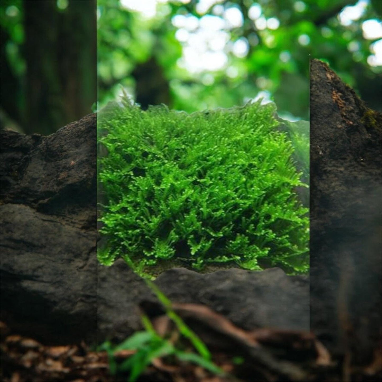 Christmas Moss: Live Aquarium Plant - Beginner Friendly (3oz Portion)