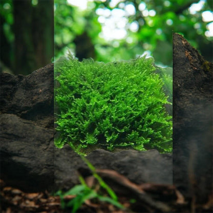 Christmas Moss: Live Aquarium Plant - Beginner Friendly (3oz Portion)