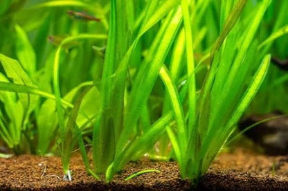 🌿 Jungle Vallisneria – Hardy, Tall Live Aquarium Plant (Vallisneria americana var. gigantea)