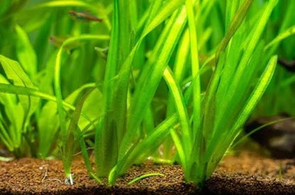 Jungle Val (Vallisneria Americana 'Gigantea') Live - Beginner Aquarium Plant