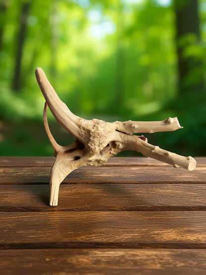 Natural Spiderwood Aquarium Decor: Unique Driftwood for Terrariums