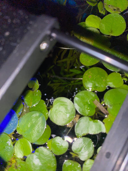 Amazon Frogbit- (Limnobium laevigatum) -Live Aquarium Plant - Floating Aquatic and Pond Plant