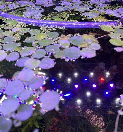 🌿 Amazon Frogbit – Beautiful Floating Live Aquarium Plant (Limnobium laevigatum)