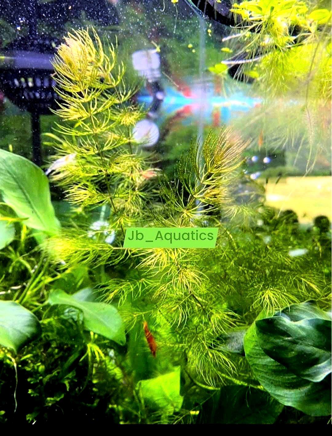 Hornwort (coontail) Plant: Beginner Aquarium Plant